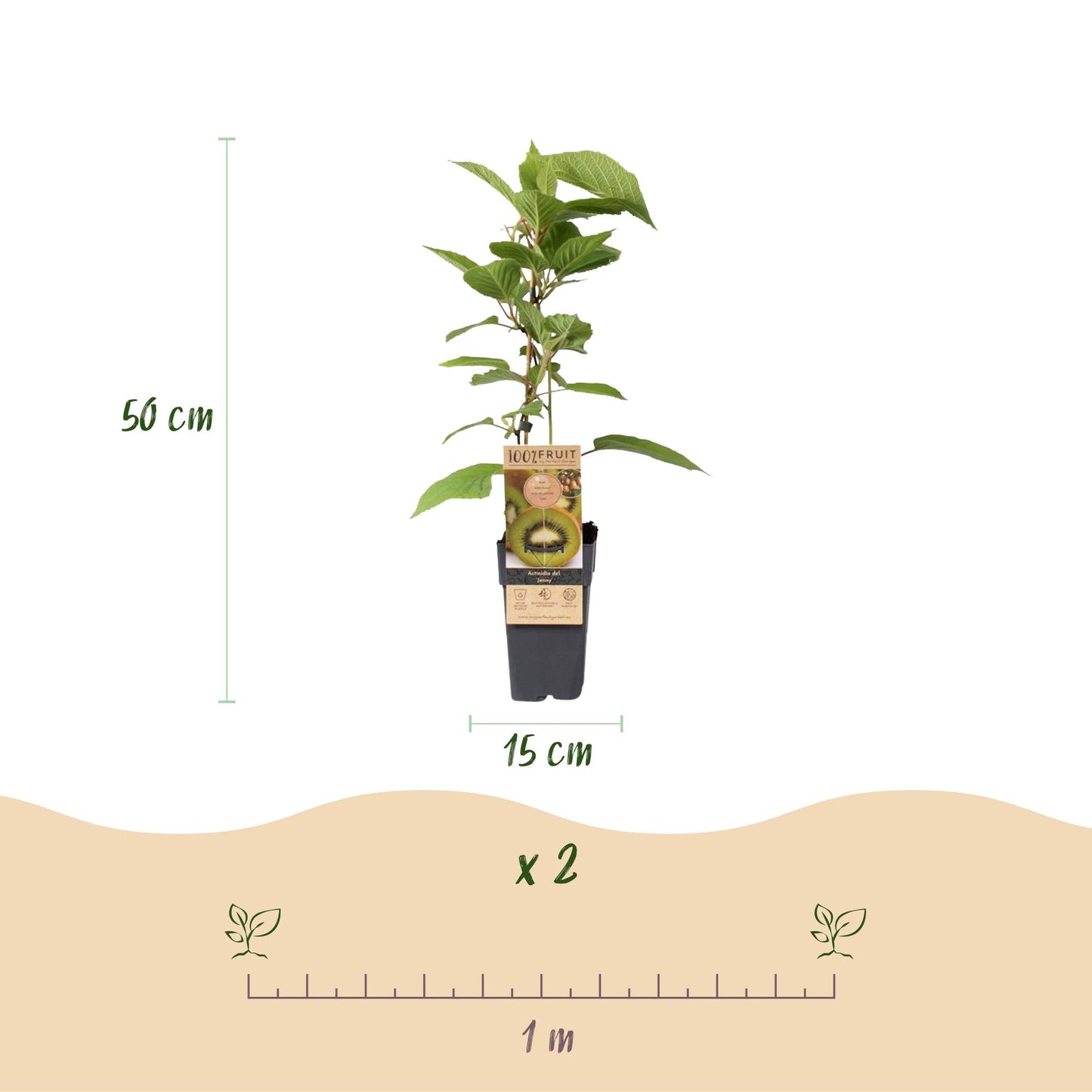 Actinidia deliciosa Jenny - Groene Kiwi - 2 planten - ↨50cm - Ø15cm