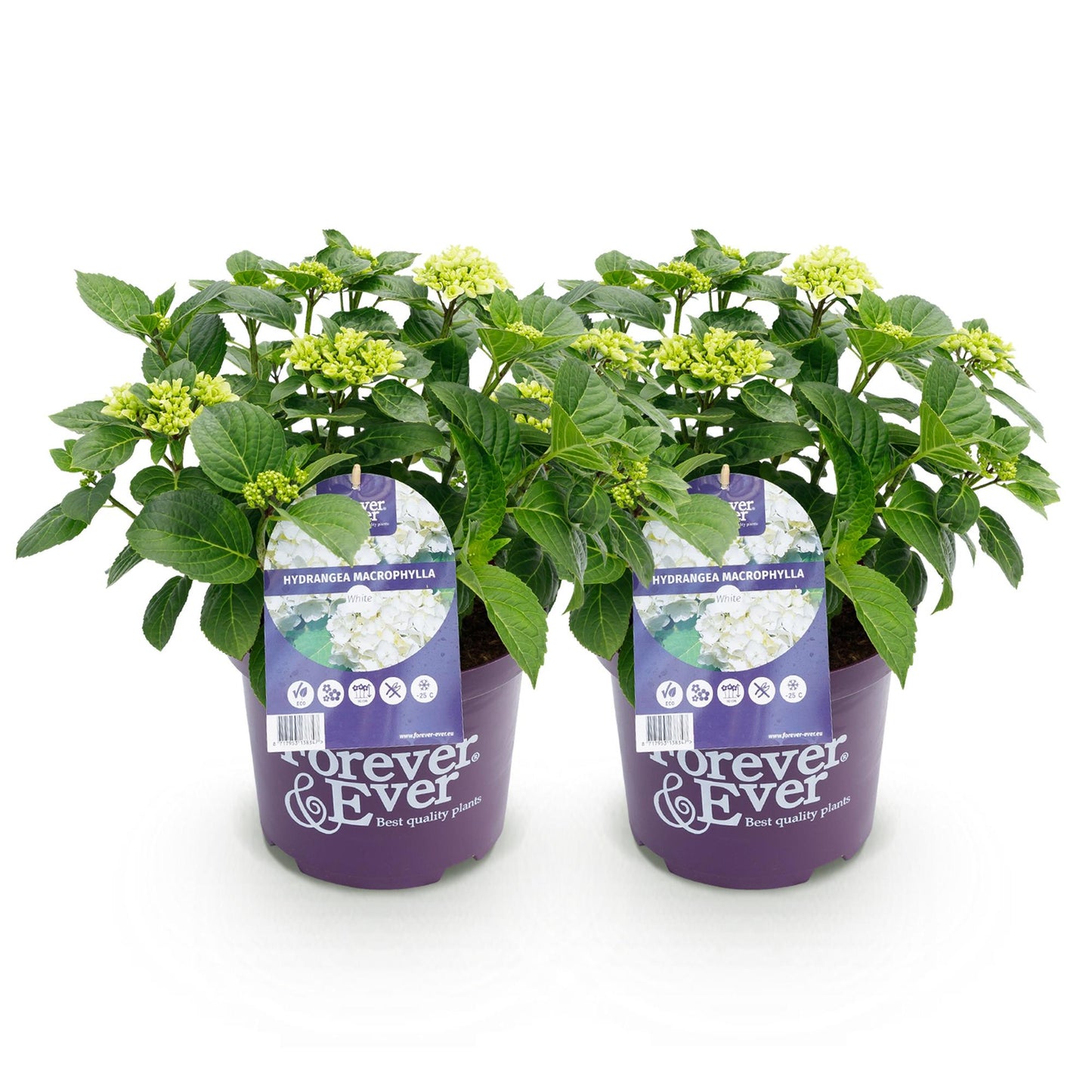 Hydrangea Forever & Ever - Hortensia - Wit - 2 Planten - ↨55cm - Ø23cm