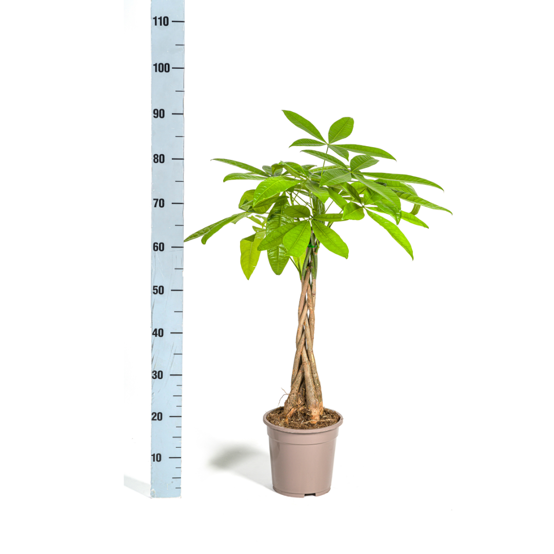 Pachira Aquatica - ↨70-90cm - Ø19cm