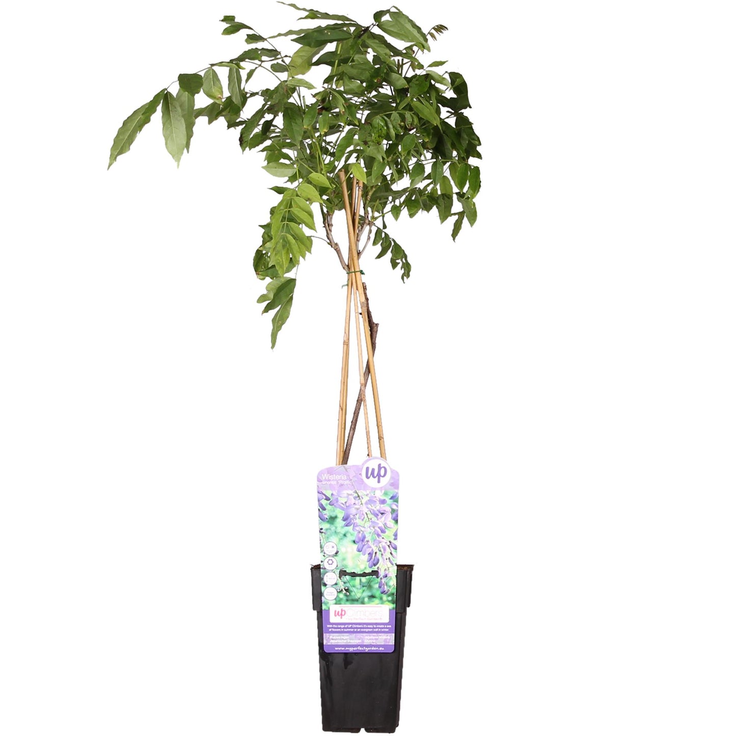Wisteria sinensis 'Prolific' - Blauwe regen - ↨65cm - Ø15cm