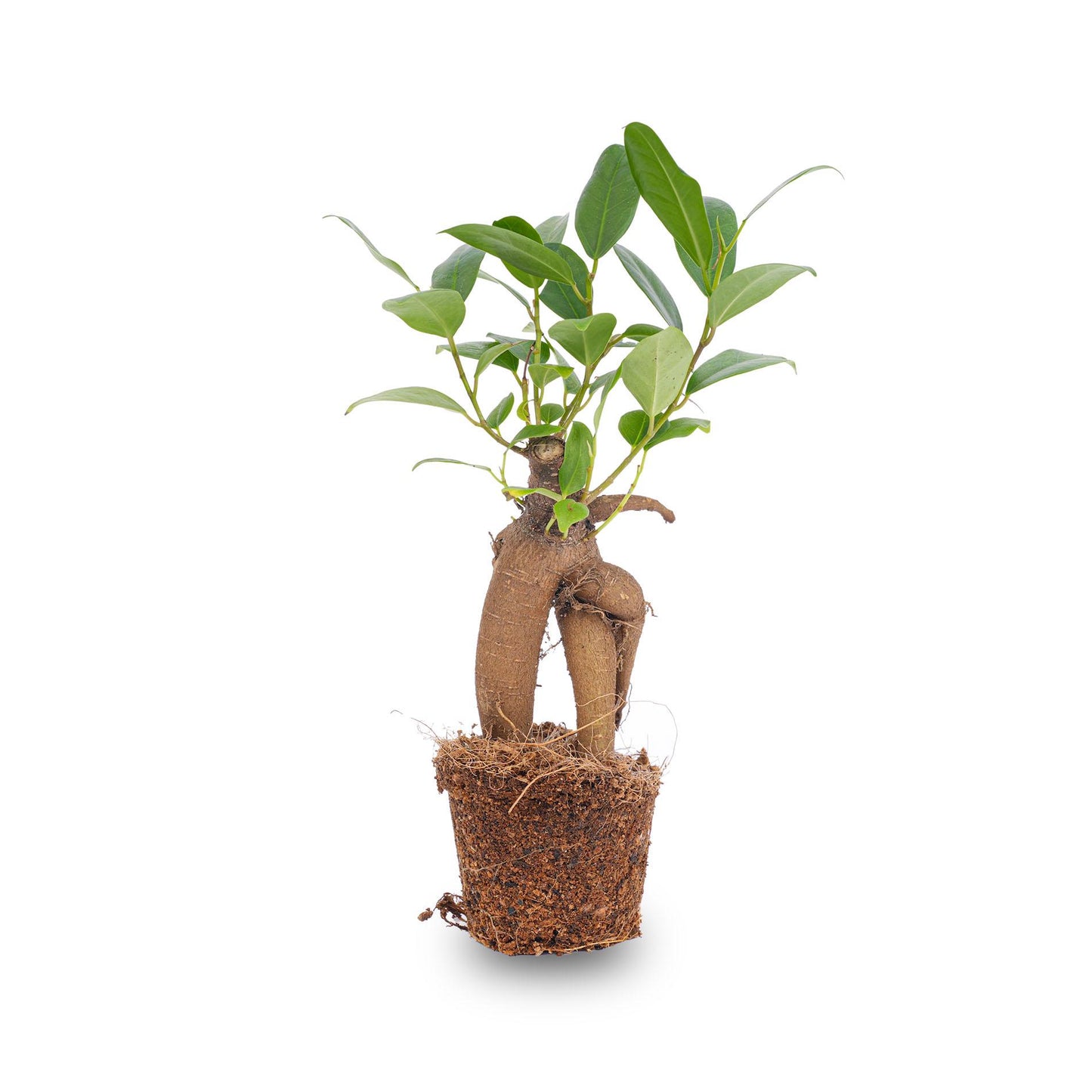 Ficus Ginseng bonsai - Microcarpa - Ø6 cm