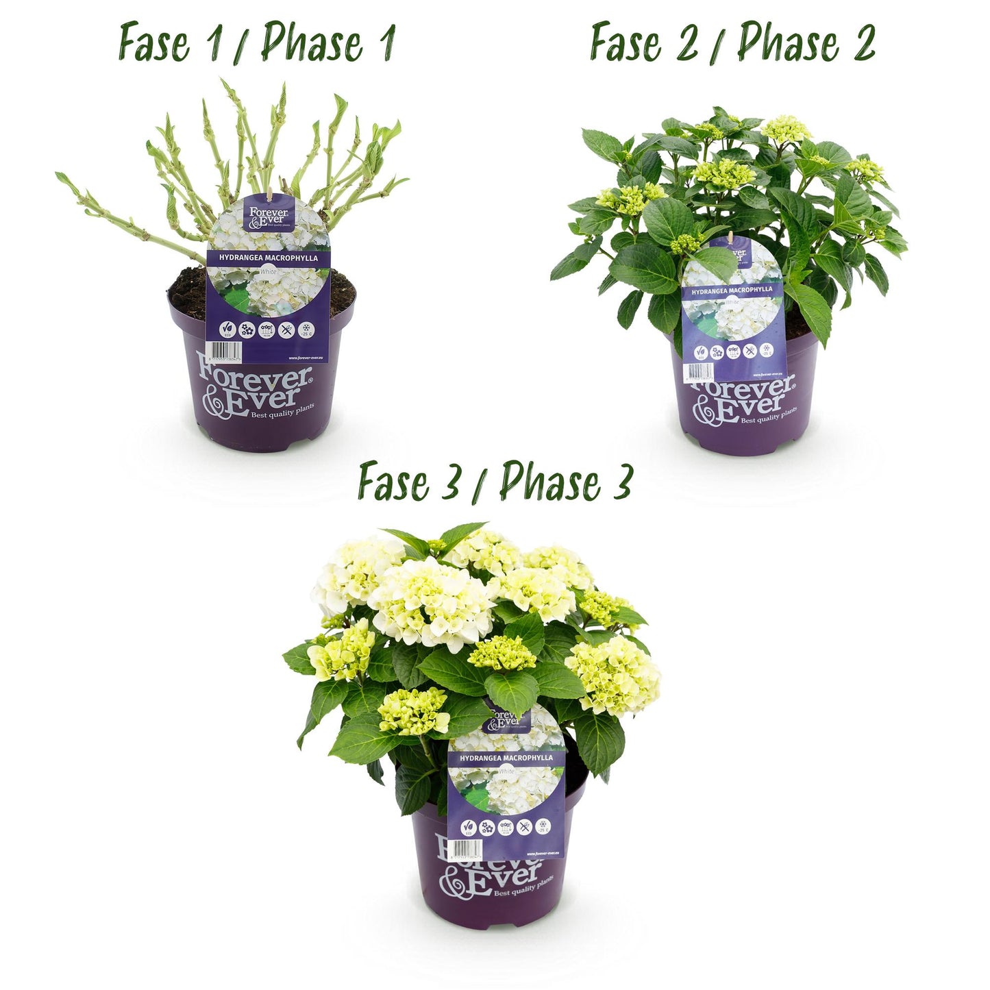 Hydrangea Forever & Ever - Hortensia - Wit - 2 Planten - ↨55cm - Ø23cm
