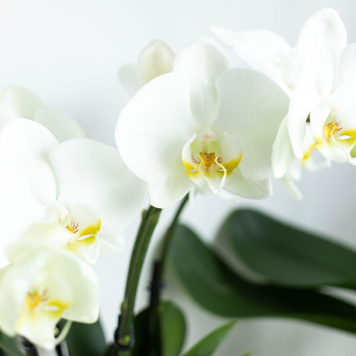 Witte Phalaenopsis orchidee - Jewel Ghent - Ø12cm
