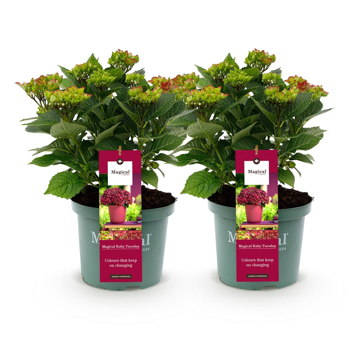 Hydrangea Magical Teusday & Saphire - Hortensia - Rood - 2 Planten - ↨55cm - Ø23cm