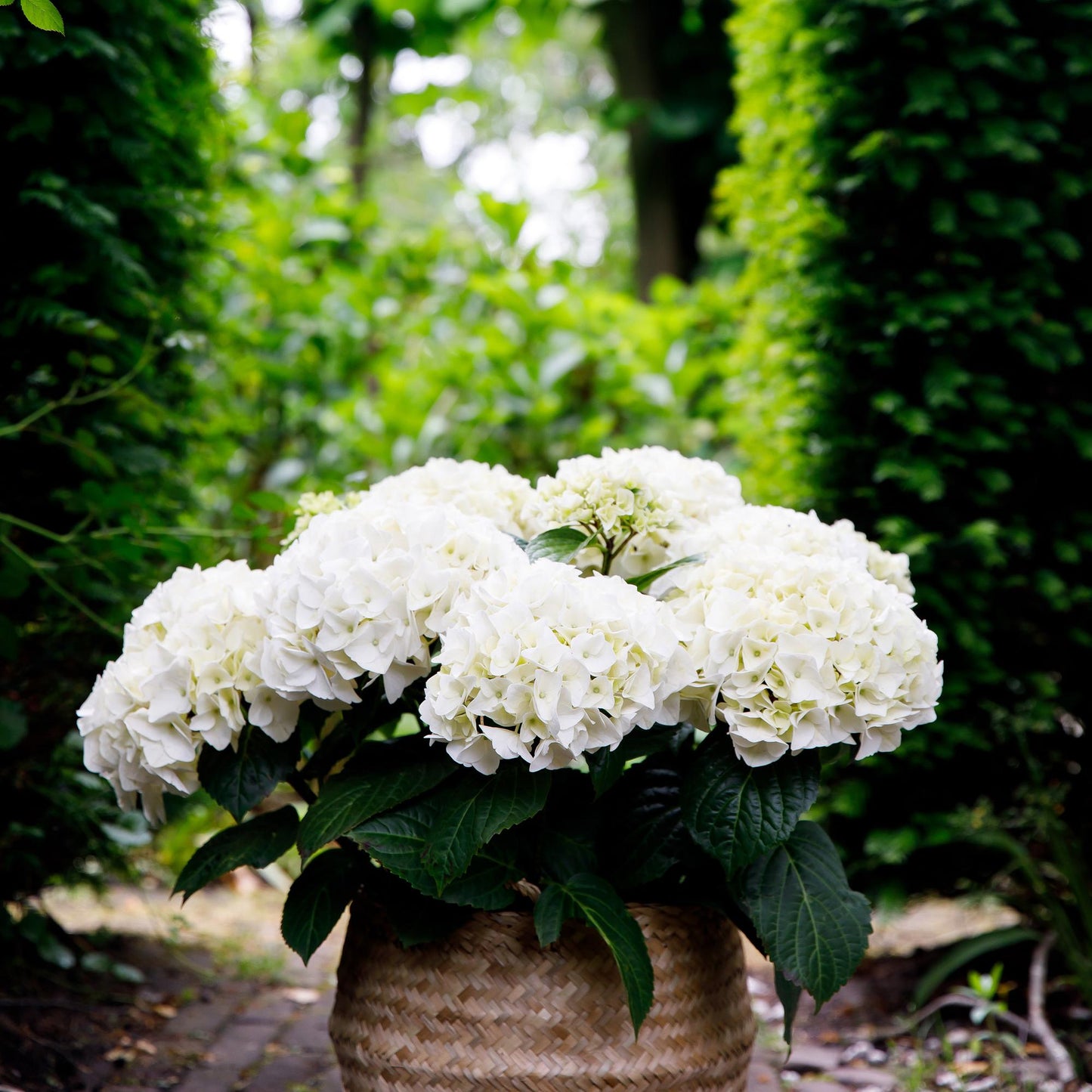 Hydrangea Forever & Ever - Hortensia - Wit - 2 Planten - ↨55cm - Ø23cm