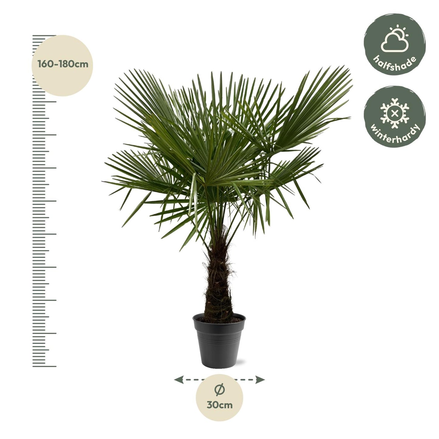 Trachycarpus Fortuneii - Chinese Waaierpalm - ↨160-180cm - Ø30cm