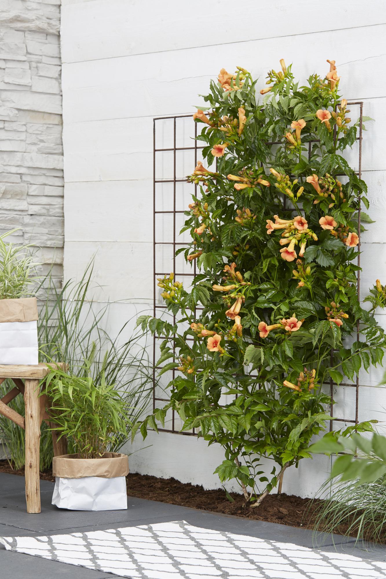 Campsis Indian Summer - Trompetbloem - Oranje - ↨65cm - Ø15cm
