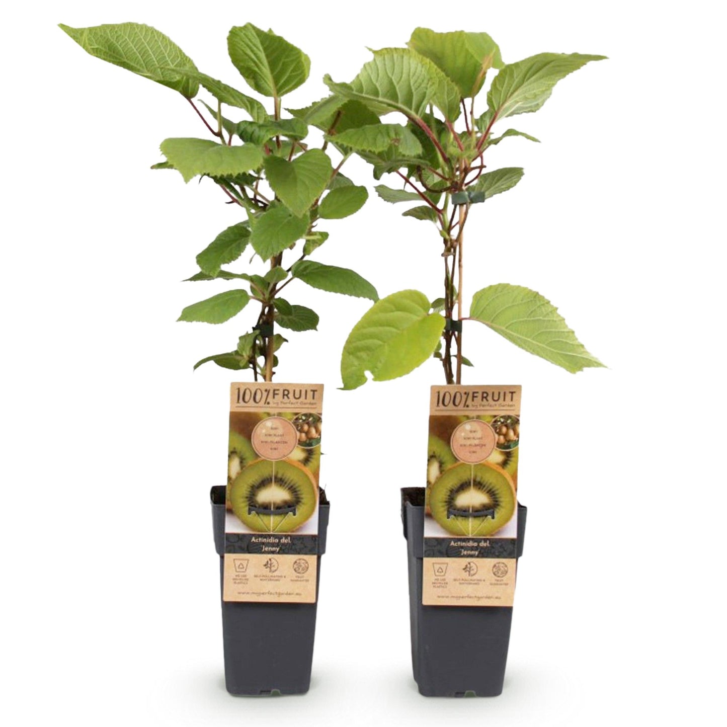 Actinidia deliciosa Jenny - Groene Kiwi - 2 planten - ↨50cm - Ø15cm