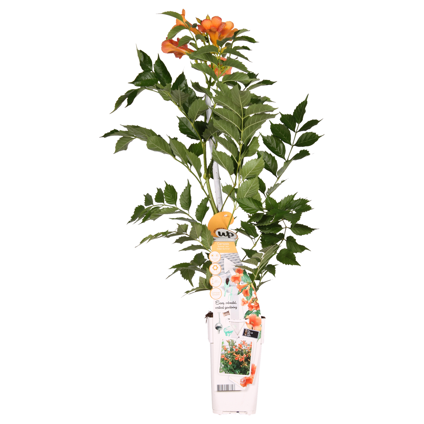 Campsis Indian Summer - Trompetbloem - Oranje - ↨65cm - Ø15cm