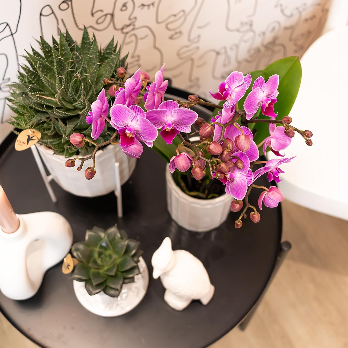 Paars/ roze Phalaenopsis orchidee - Mineral Vienna - Ø9cm