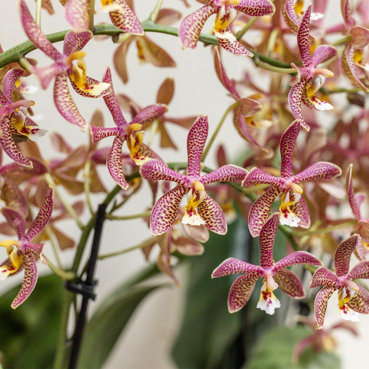 Oranje Phalaenopsis orchidee - Spider - Ø9cm