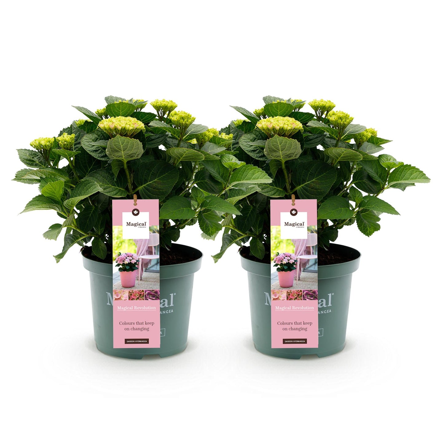 Hydrangea Magical Revolution - Pink - 2 Planten - ↨55cm - Ø23cm