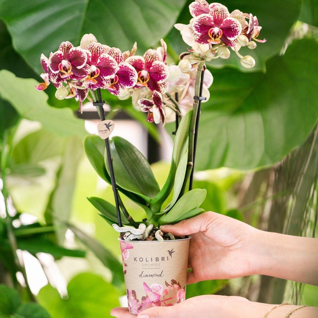 Geel rode phalaenopsis orchidee - Spain - Ø9cm