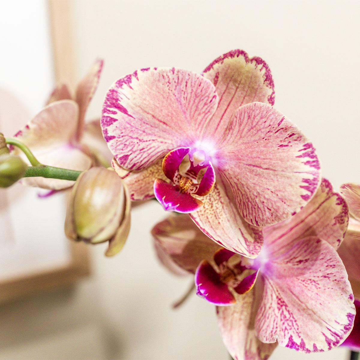 Oranje roze Phalaenopsis orchidee - Jewel Pirate Picotee - Ø12cm