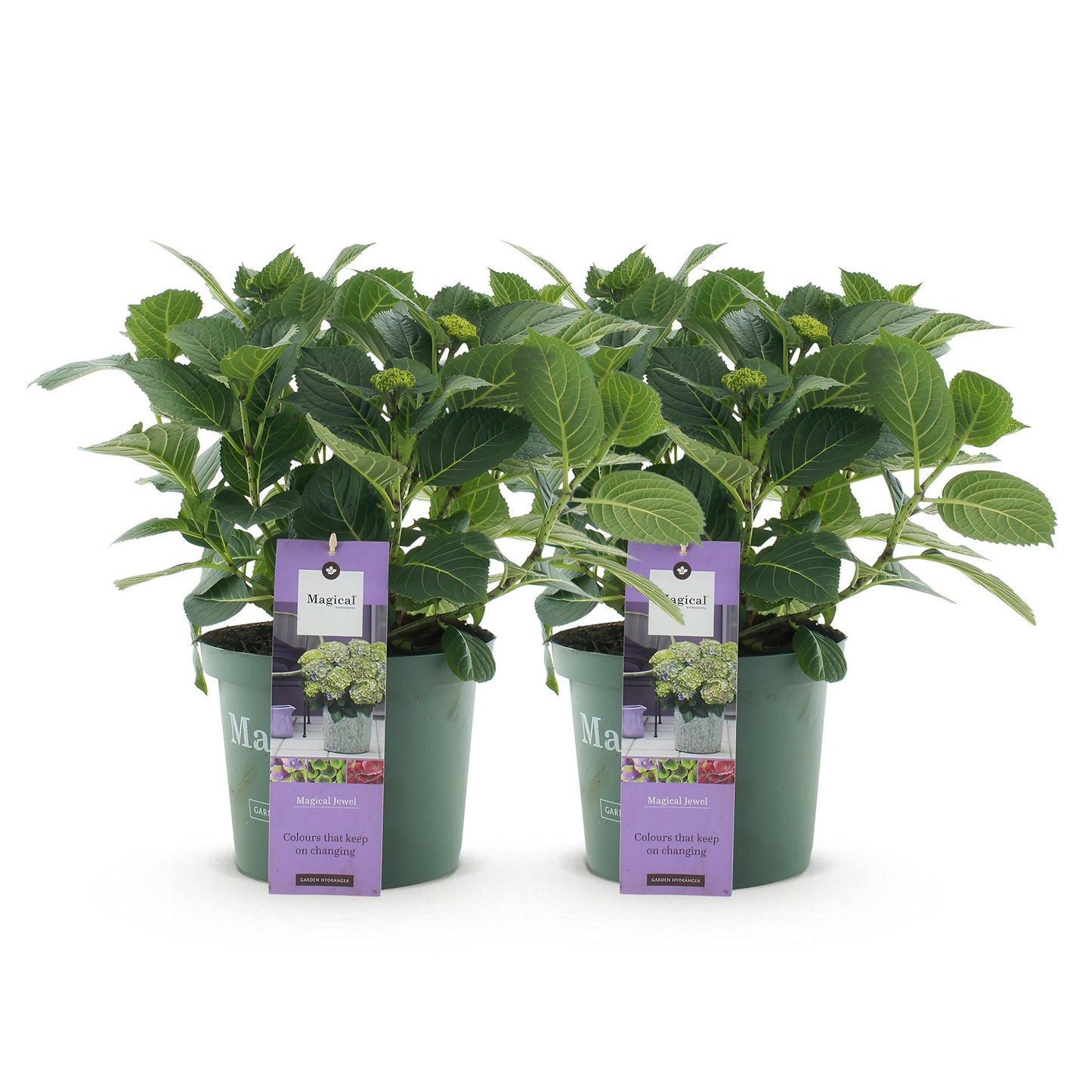 Hydrangea Magical Jewel Blue - Blauw - Hortensia - 2 Planten - ↨55cm - Ø23cm