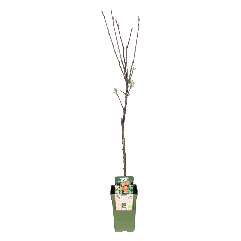 Malus Domestica Elstar - Appel - ↨60cm - Ø19cm