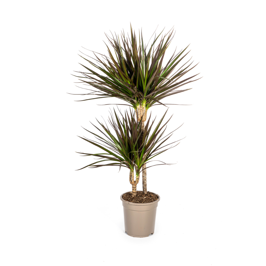Dracaena Marginata Magenta - ↨70-90cm - Ø19cm