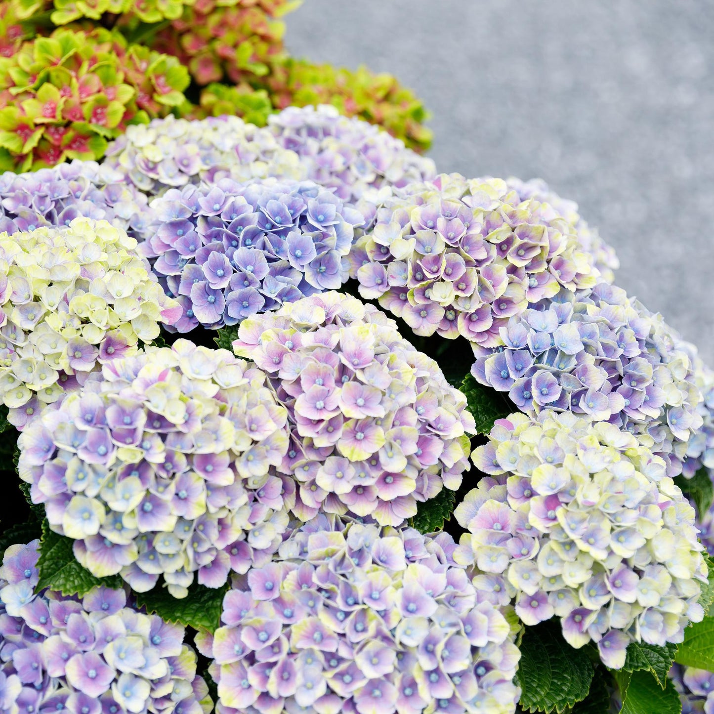 Hydrangea Magical Jewel Blue - Blauw - Hortensia - 2 Planten - ↨55cm - Ø23cm
