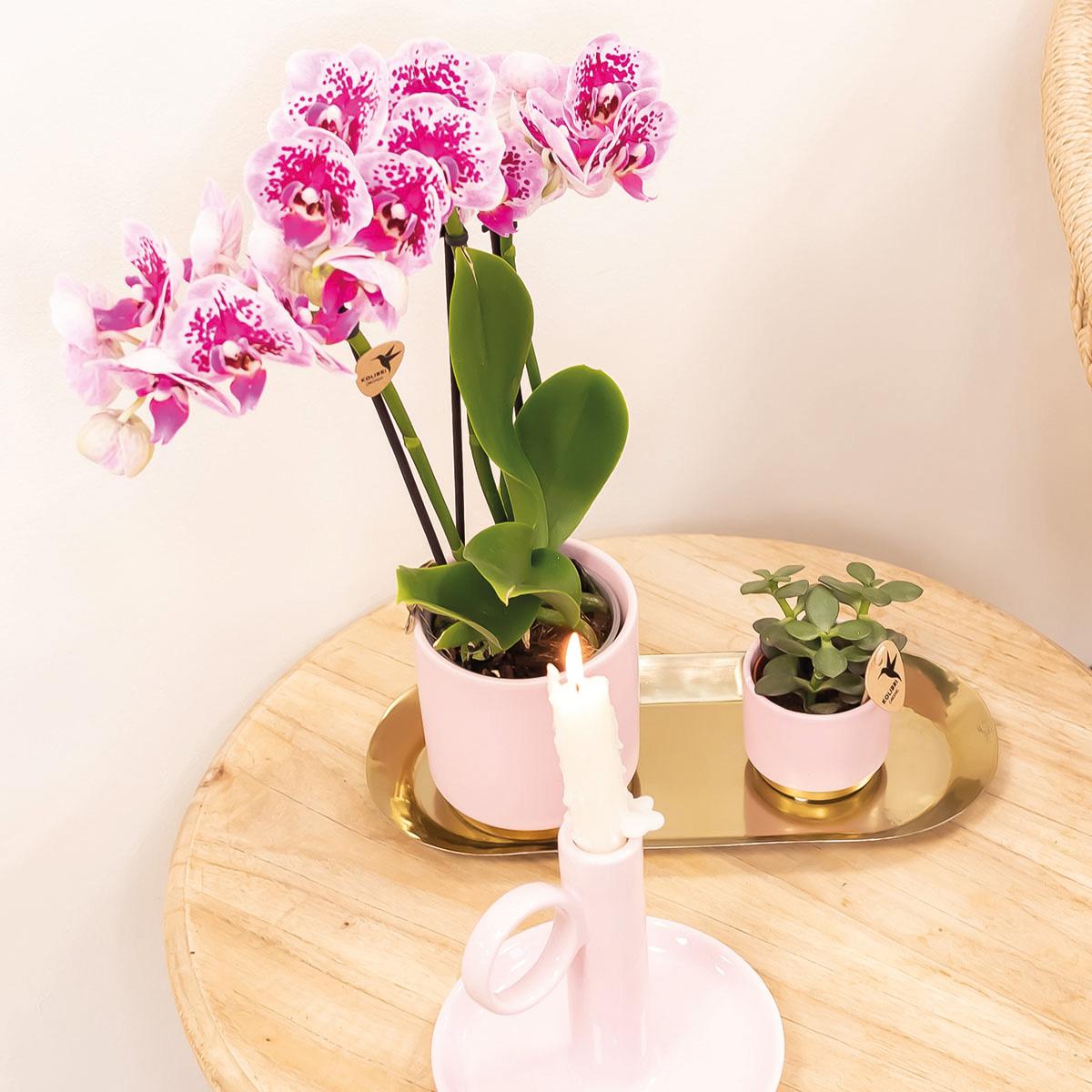 Roze paarse phalaenopsis orchidee - El Salvador - Ø9cm