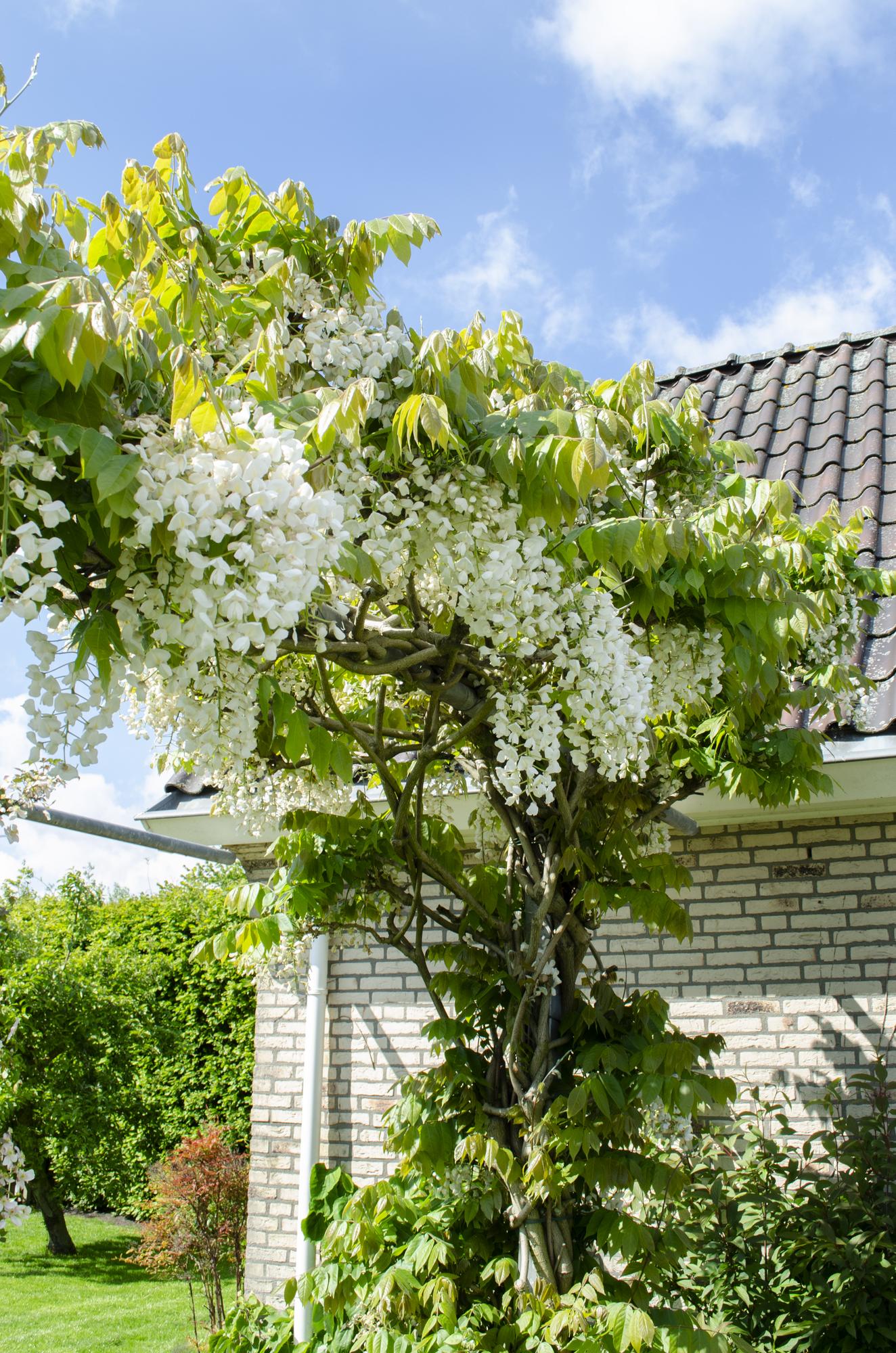 Wisteria floribunda Alba - Witte regen - ↨65cm - Ø15cm