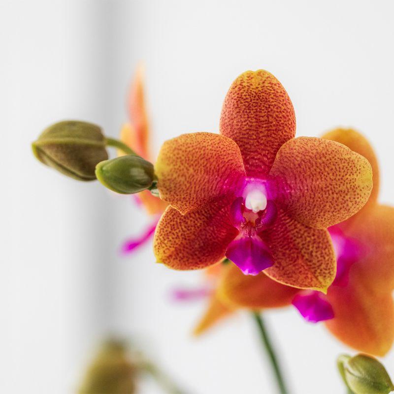 Oranje geurende Phalaenopsis orchidee - Fragrance - Ø9cm