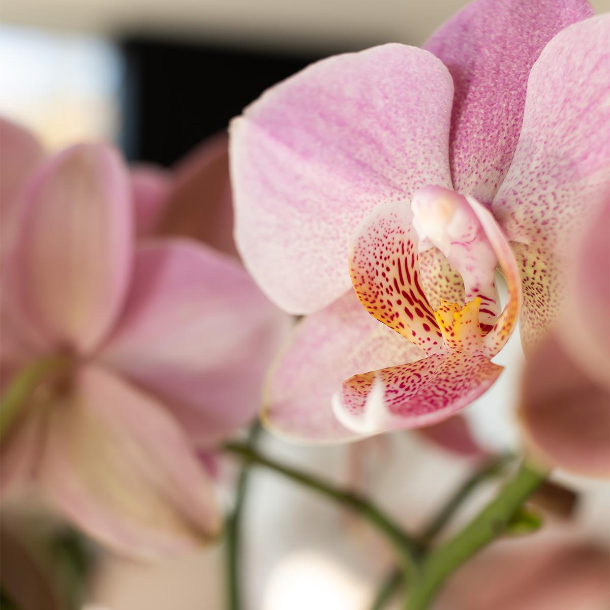 Oudroze Phalaenopsis orchidee - Jewel Treviso - Ø12cm