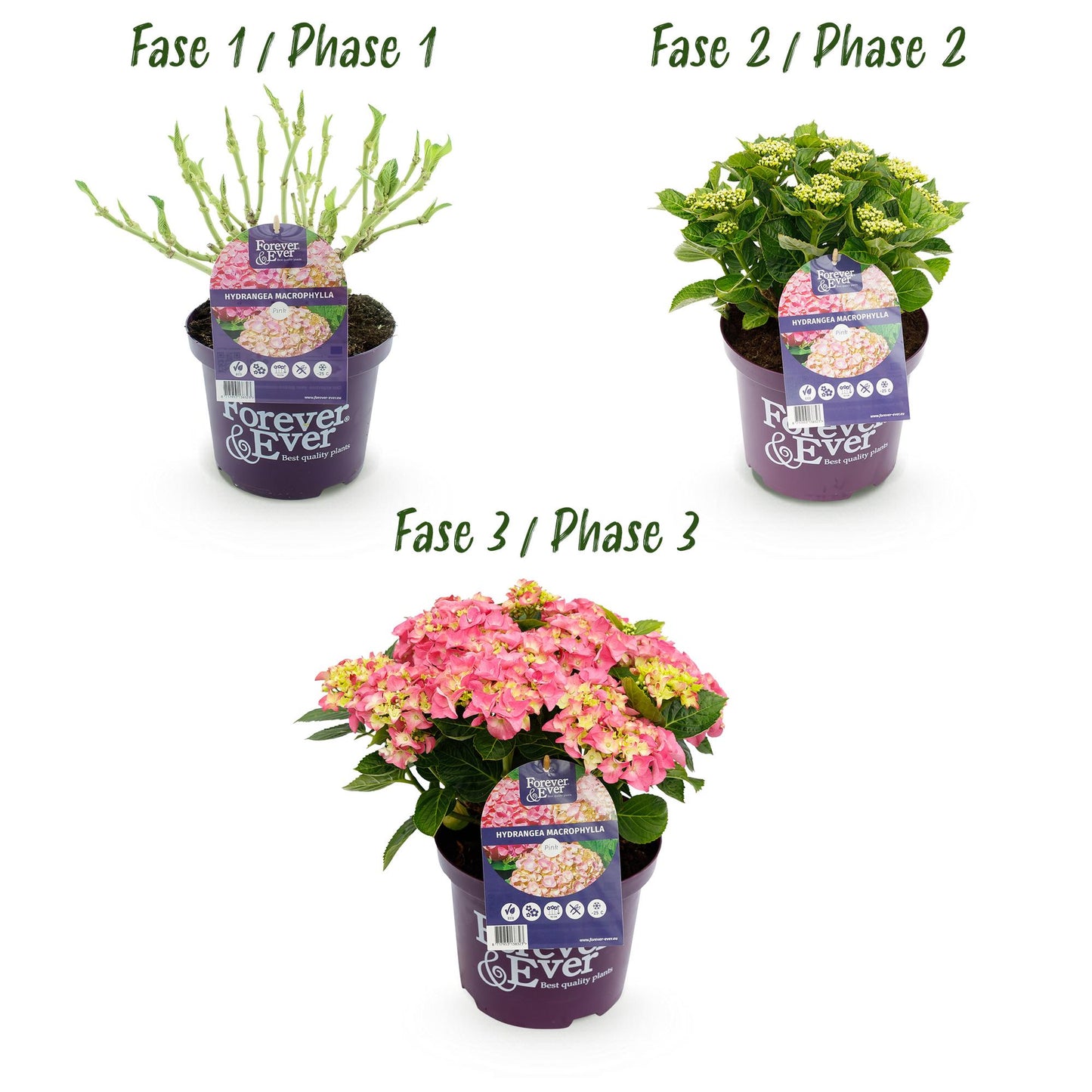 Hydrangea Forever & Ever - Hortensia - Roze - 2 Planten - ↨55cm - Ø23cm