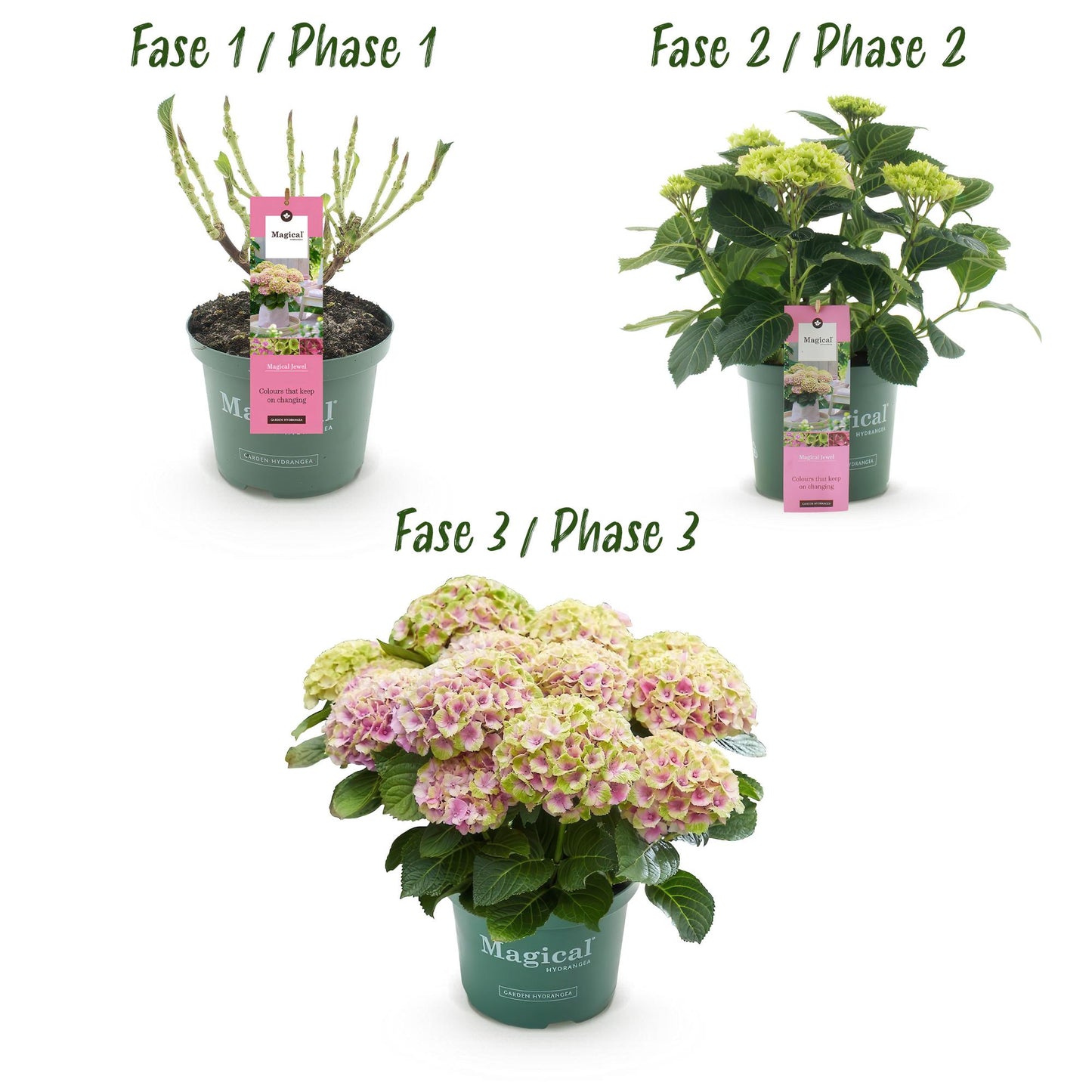 Hydrangea Magical Jewel - Roze - Hortensia - 2 Planten - ↨55cm - Ø23cm
