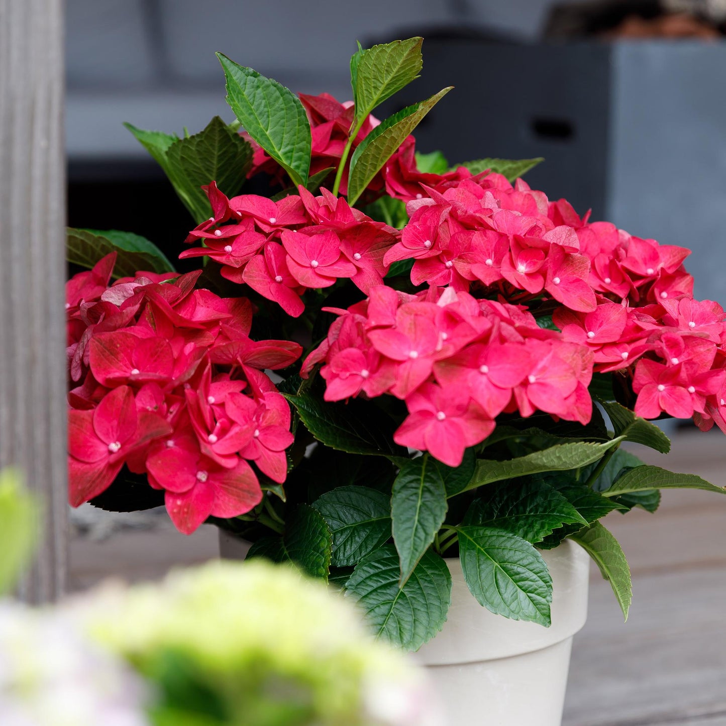 Hydrangea Magical Teusday & Saphire - Hortensia - Rood - 2 Planten - ↨55cm - Ø23cm