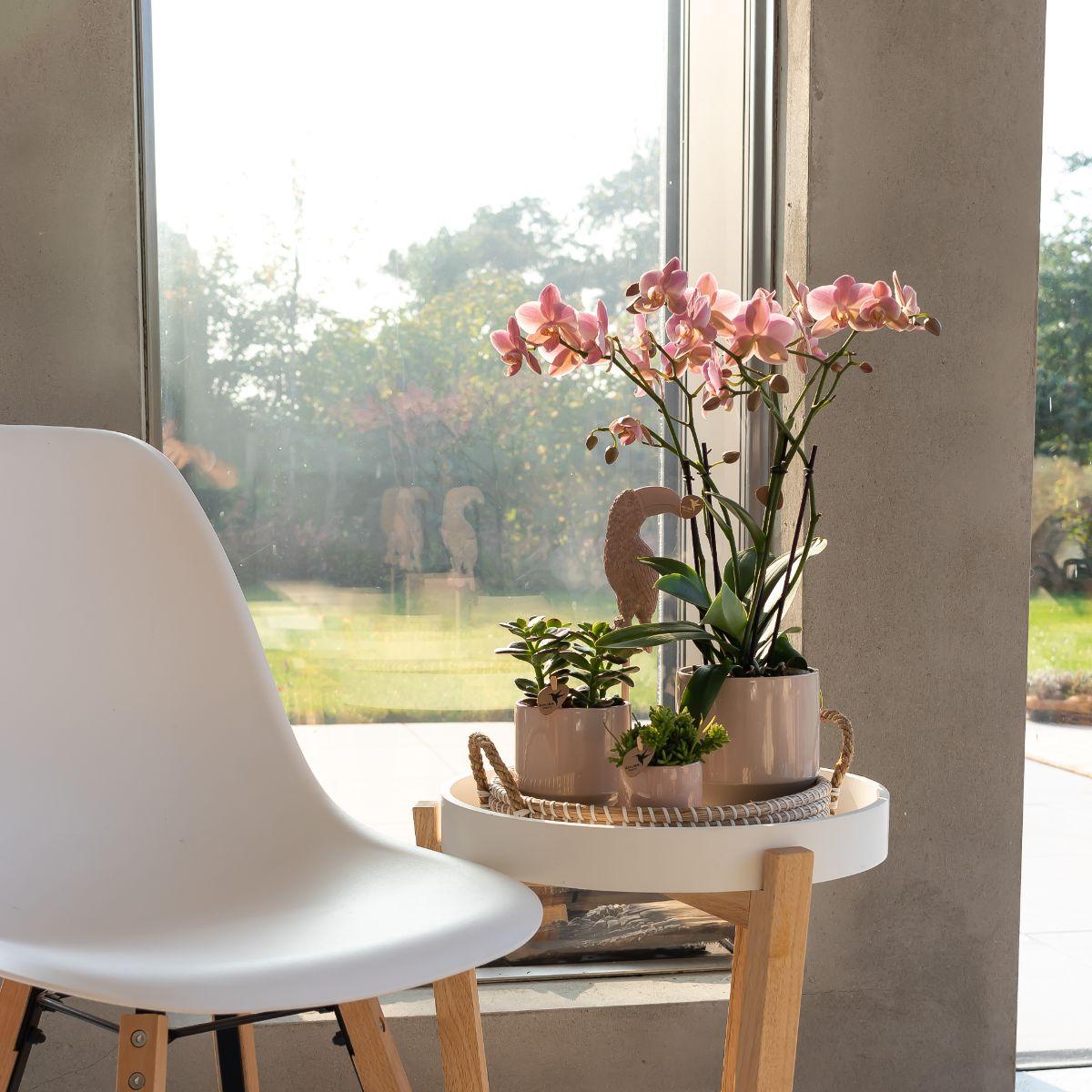 Oudroze Phalaenopsis orchidee - Jewel Treviso - Ø12cm