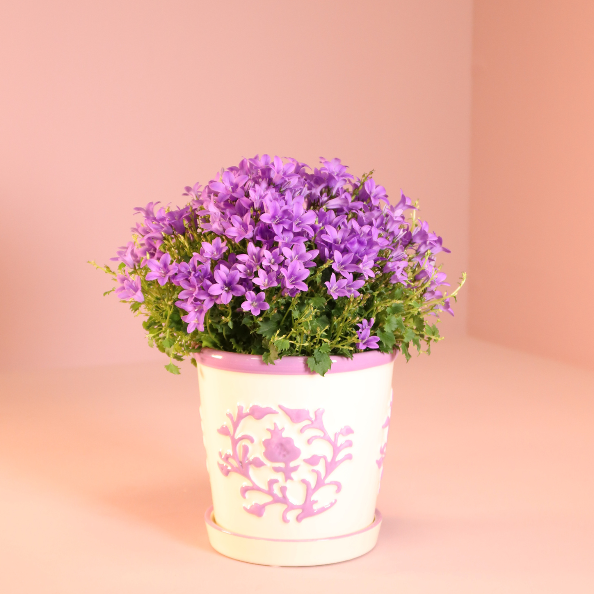 Campanula Addenda Ambella Intense purple incl. Malaga sierpotten - Ø12cm
