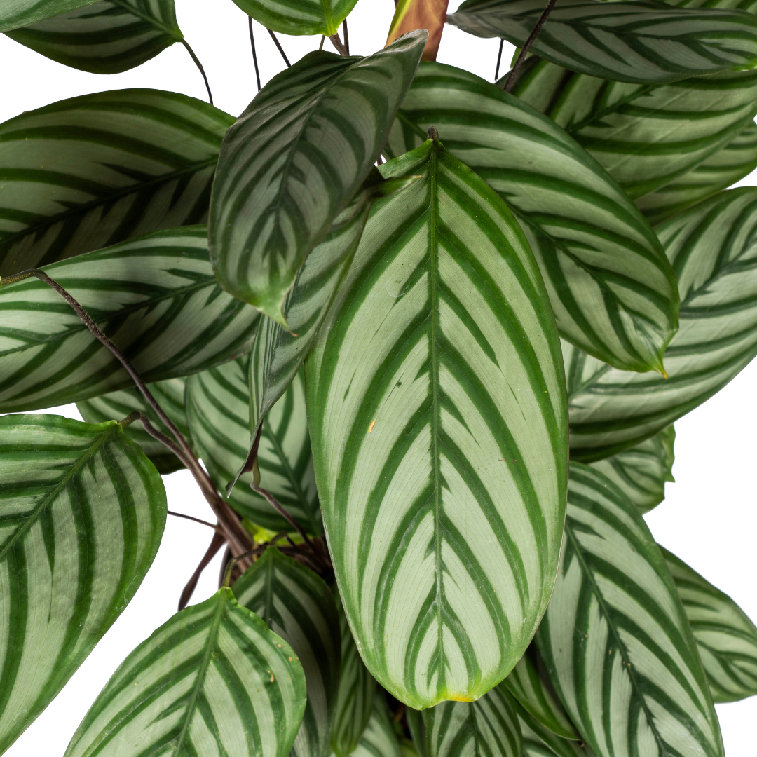 Calathea Oppenheimiana - ↨80-100cm - Ø24cm