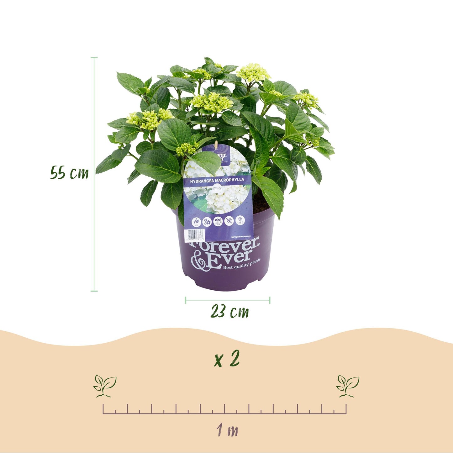 Hydrangea Forever & Ever - Hortensia - Wit - 2 Planten - ↨55cm - Ø23cm