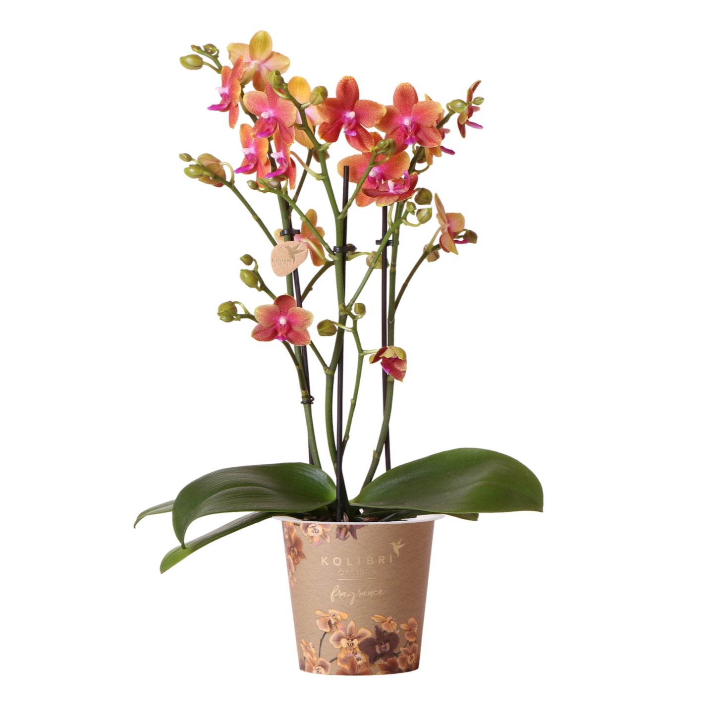 Oranje geurende Phalaenopsis orchidee - Fragrance orange - Ø12cm