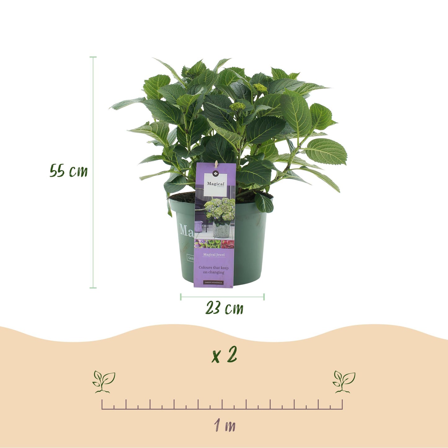 Hydrangea Magical Jewel Blue - Blauw - Hortensia - 2 Planten - ↨55cm - Ø23cm