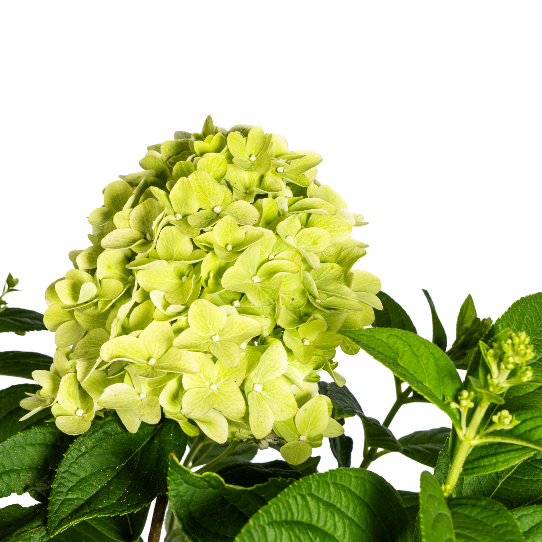 Hydrangea Paniculata Limelight - ↨40-60cm - Ø19cm