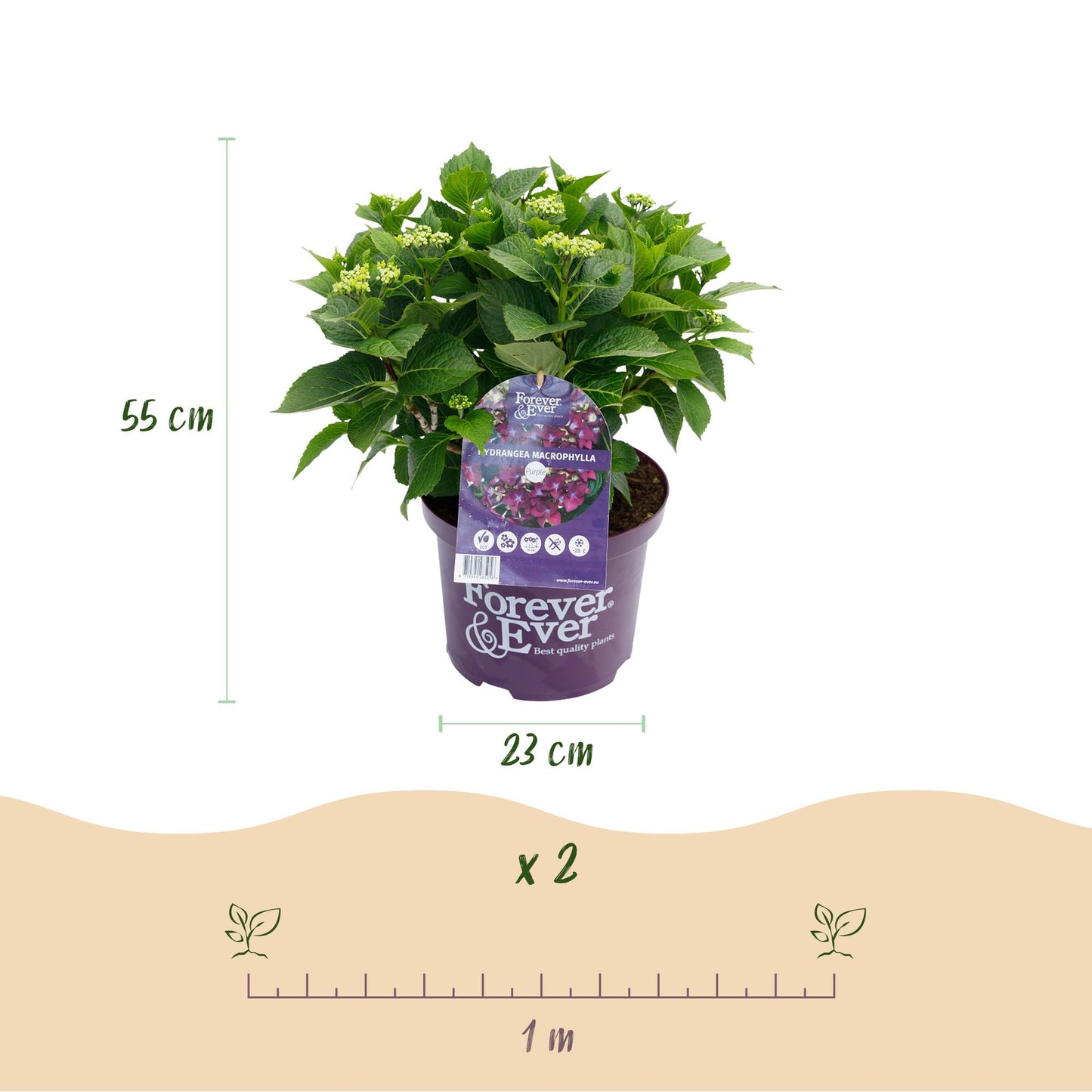 Hydrangea Forever & Ever - Paars - Hortensia - 2 Planten - ↨55cm - Ø23cm