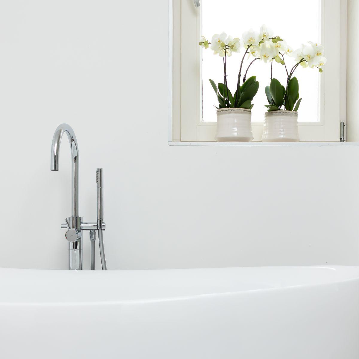 Witte Phalaenopsis orchidee - Jewel Ghent - Ø12cm