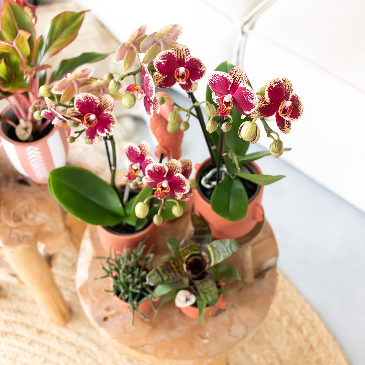 Geel rode phalaenopsis orchidee - Spain - Ø9cm