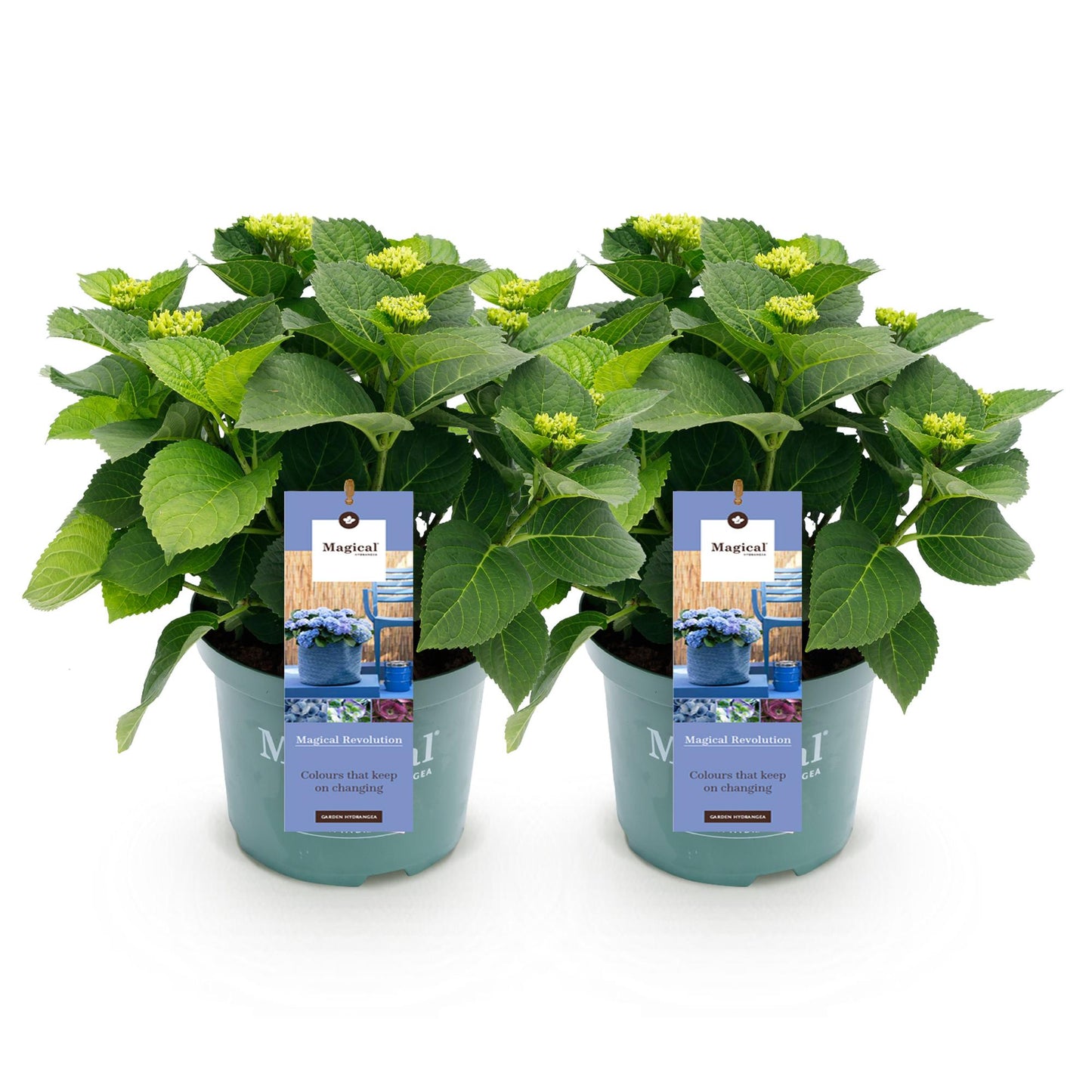 Hydrangea Magical Revolution Blue - Blauw - Hortensia - 2 Planten - ↨55cm - Ø23cm
