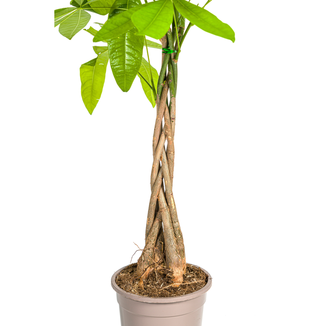 Pachira Aquatica - ↨70-90cm - Ø19cm
