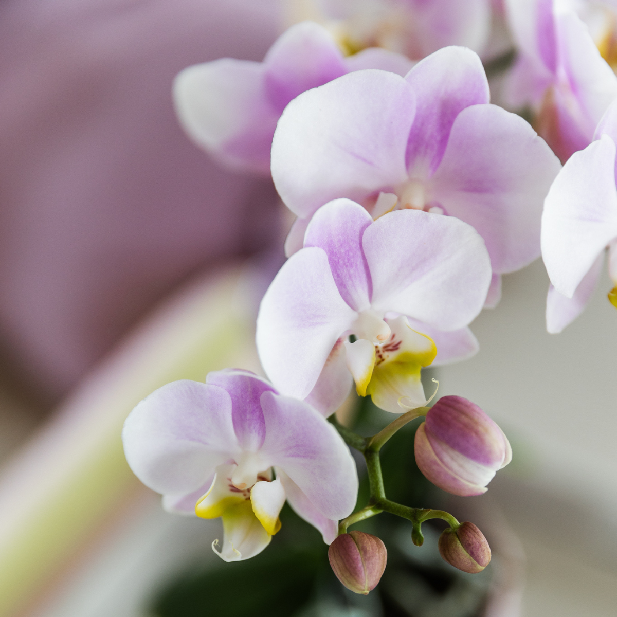 Roze orchidee Portugal + Malaga sierpot roze - Ø9cm