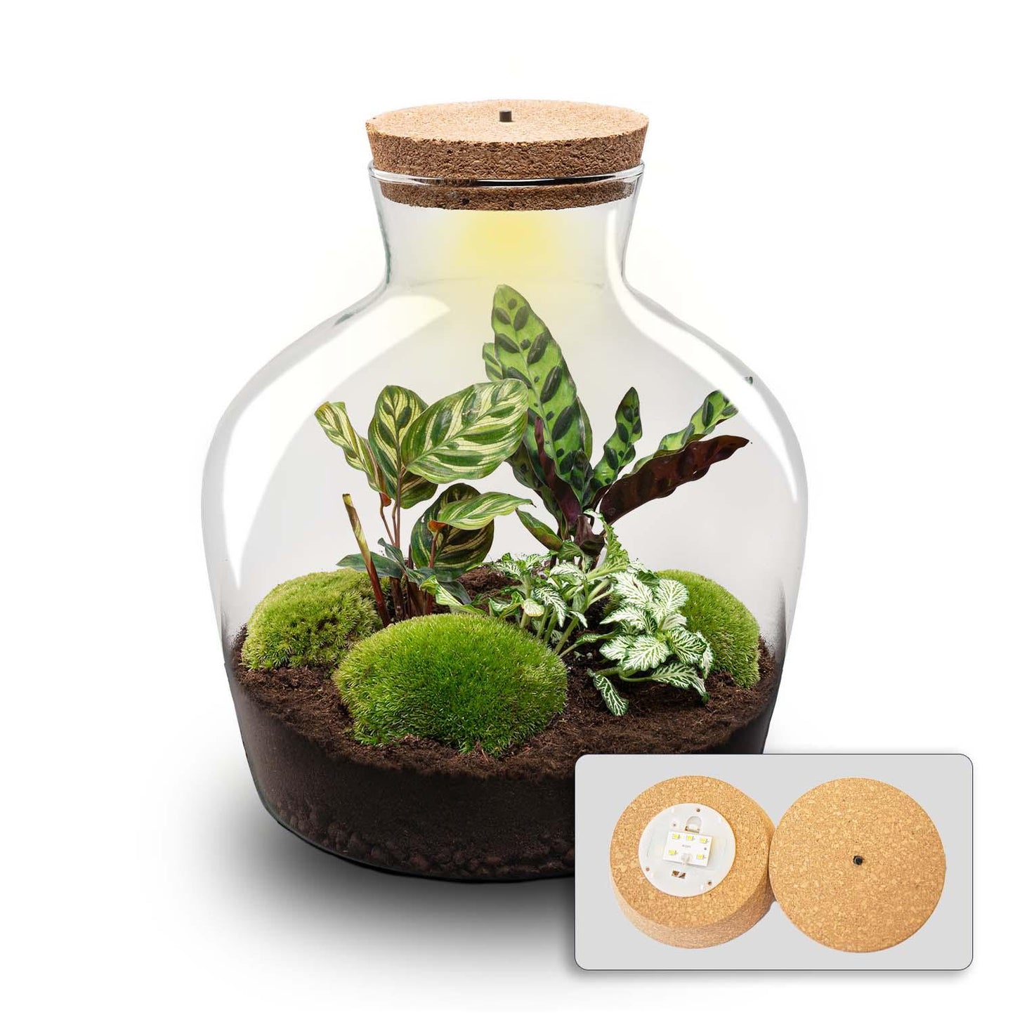 DIY terrarium - Fat Joe + LED - ↨30cm