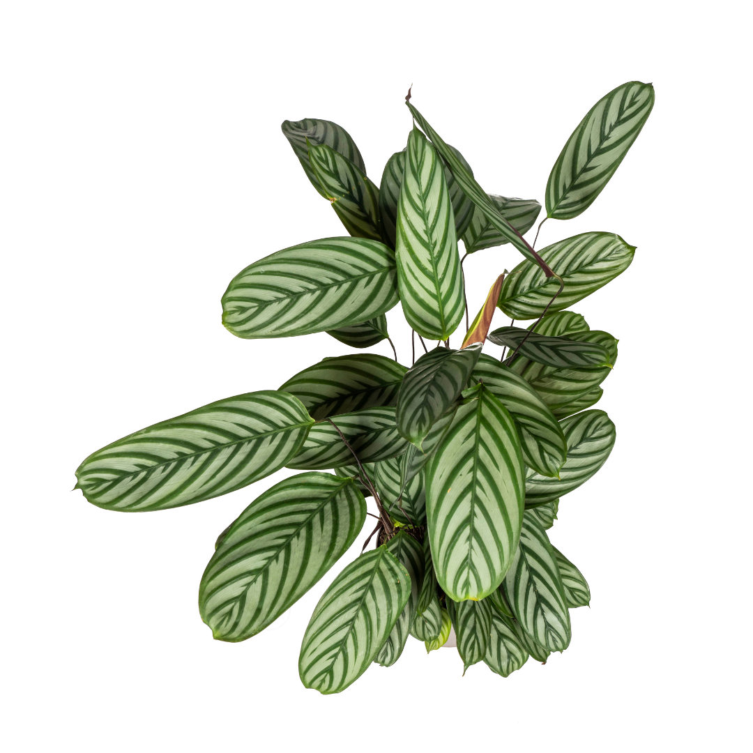 Calathea Oppenheimiana - ↨80-100cm - Ø24cm