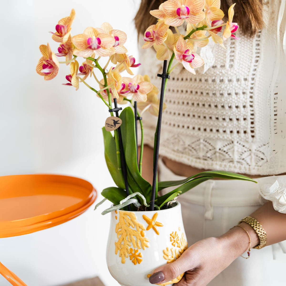 Oranje Phalaenopsis orchidee - Jamaica - Ø9cm