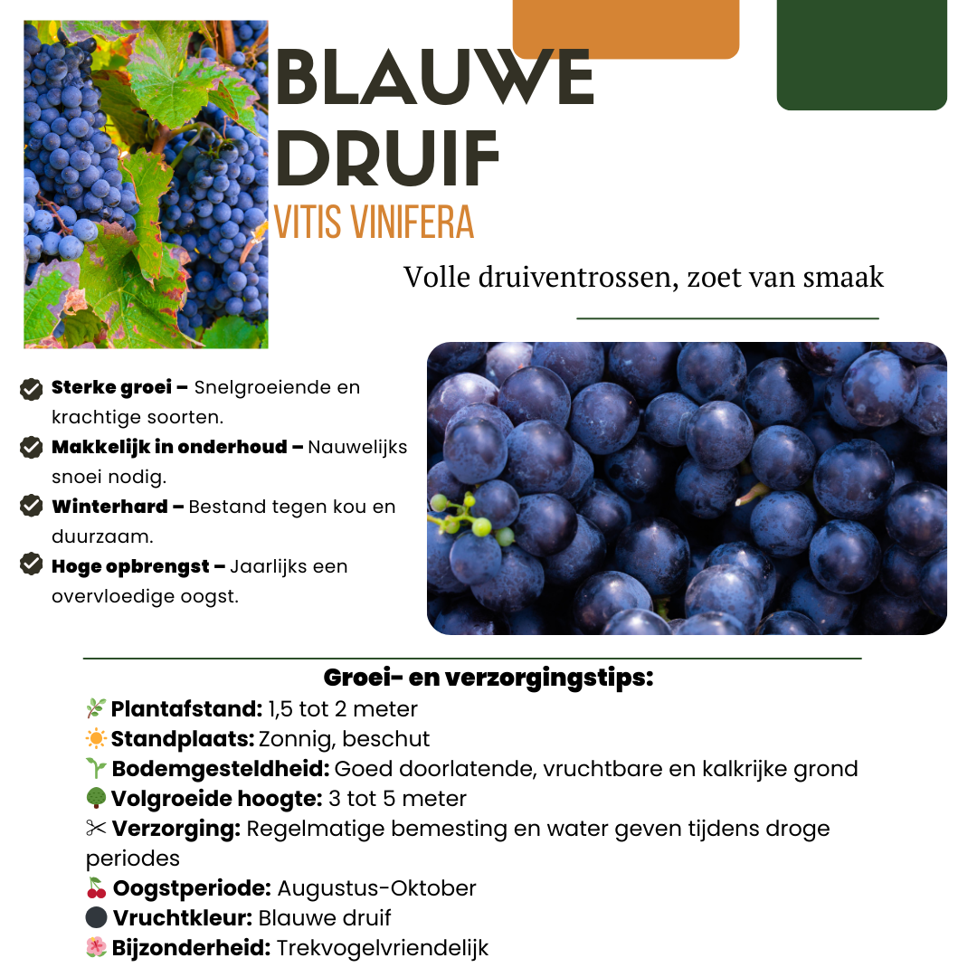 Biologische Druivenplanten - 3 stuks - ↨20cm - Ø13cm