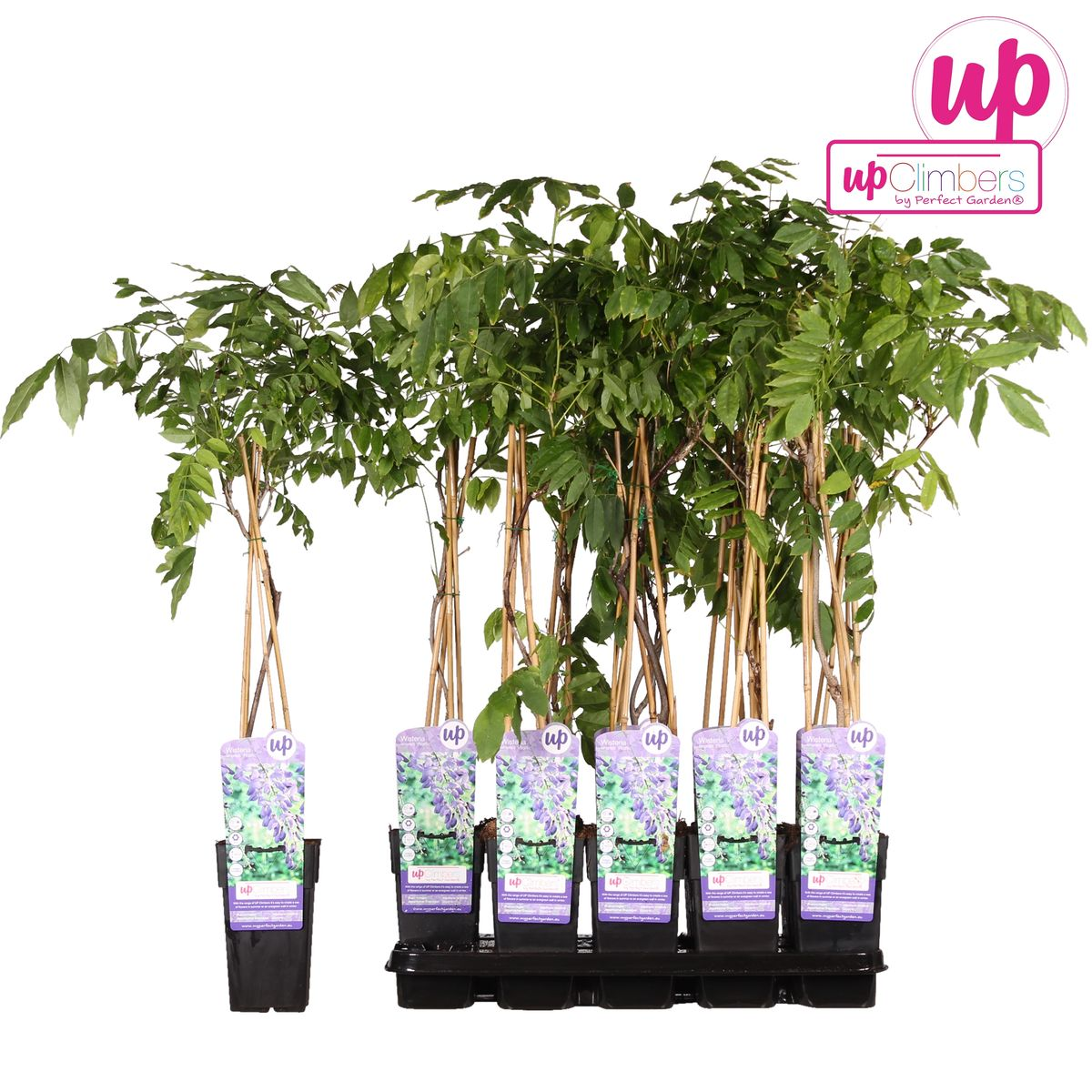 Wisteria sinensis 'Prolific' - Blauwe regen - ↨65cm - Ø15cm
