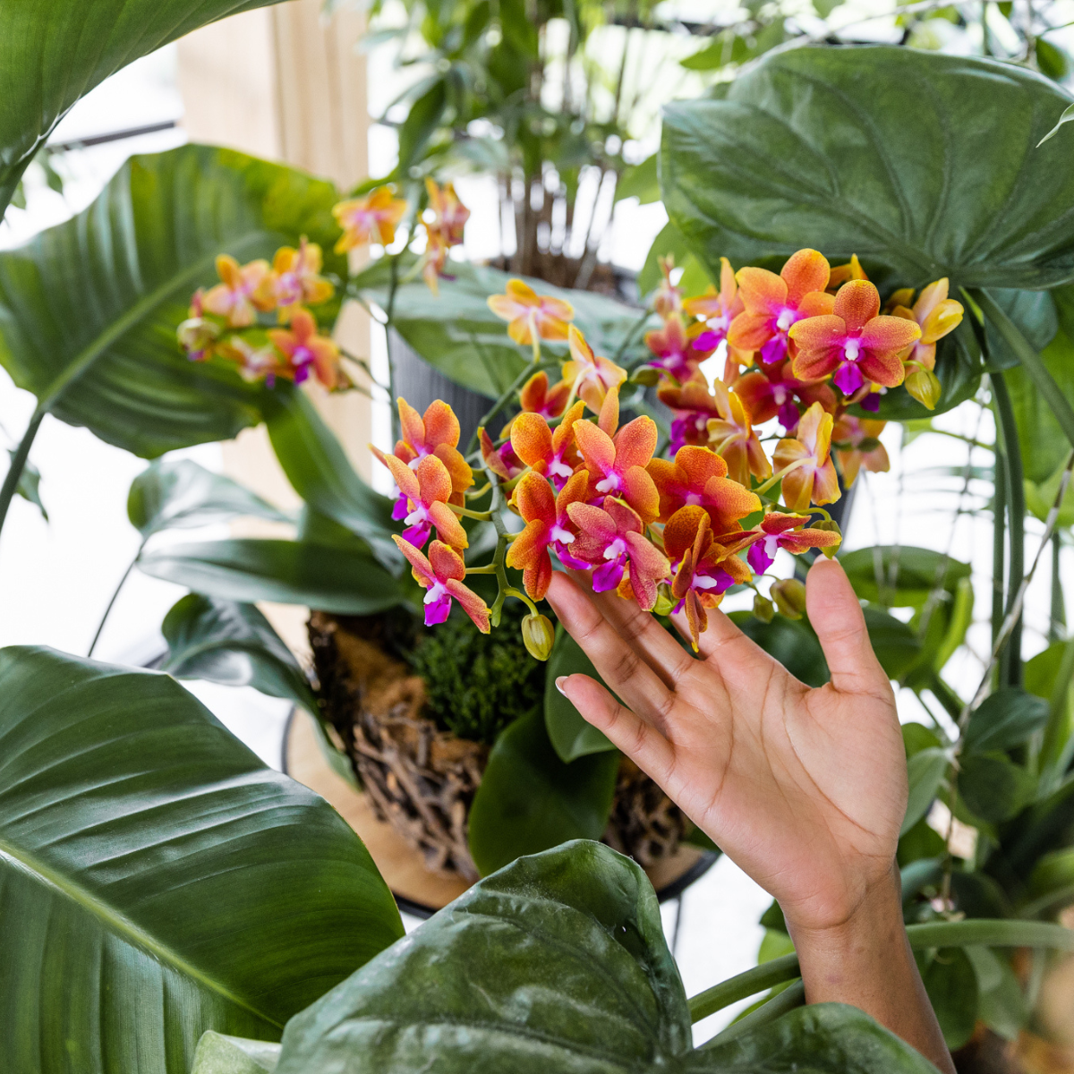 Oranje geurende Phalaenopsis orchidee - Fragrance orange - Ø12cm