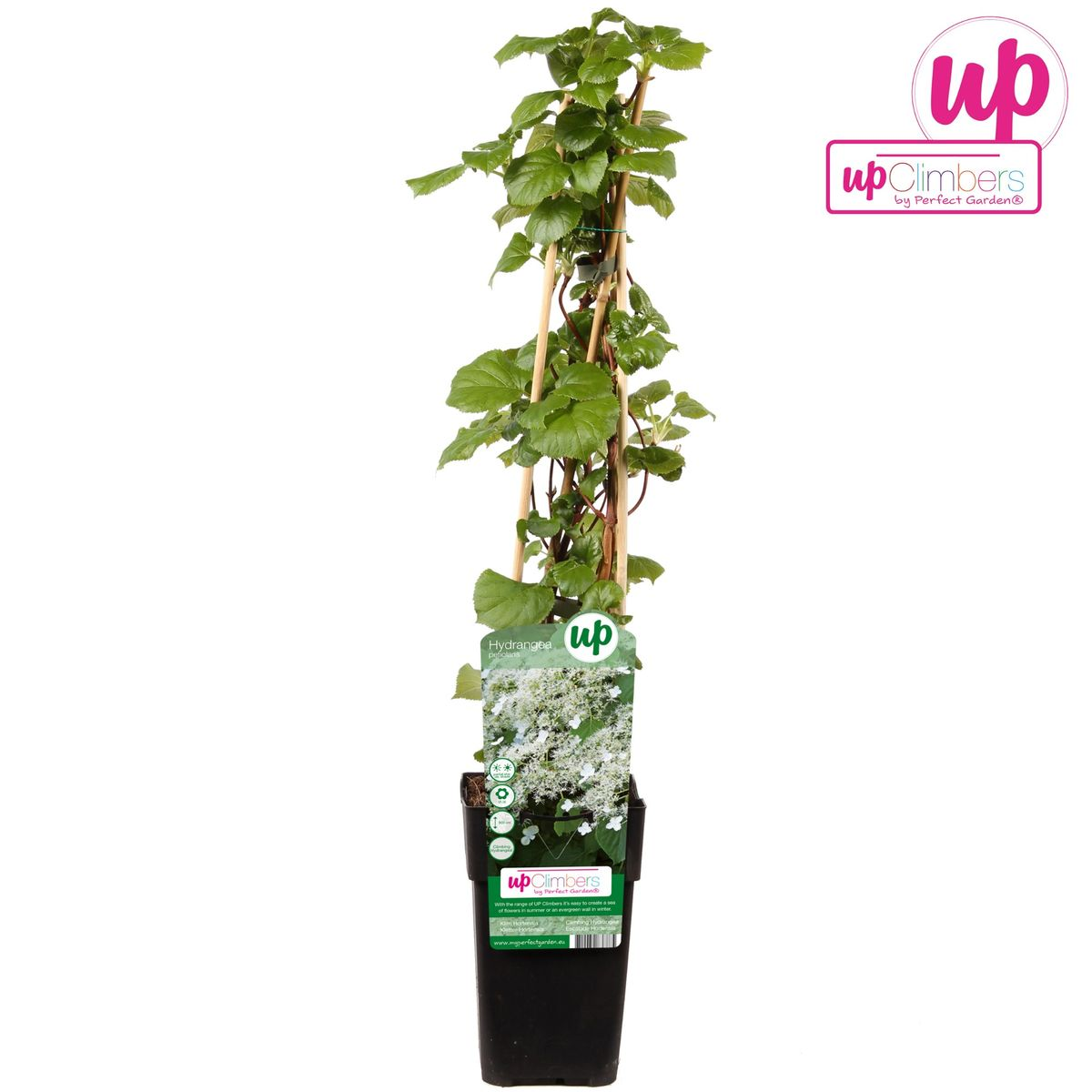 Hydrangea petiolaris - Klimhortensia - ↨65cm - Ø15cm