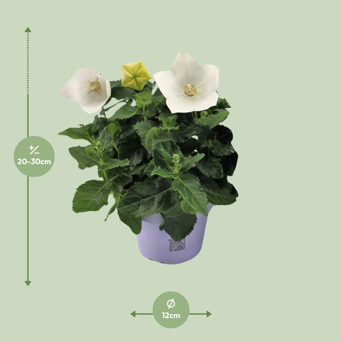 Platycodon White - ↨22cm - Ø12cm